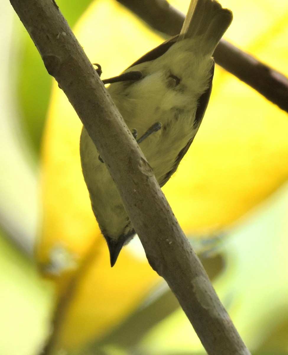 Brown-capped Tyrannulet - ML532155951