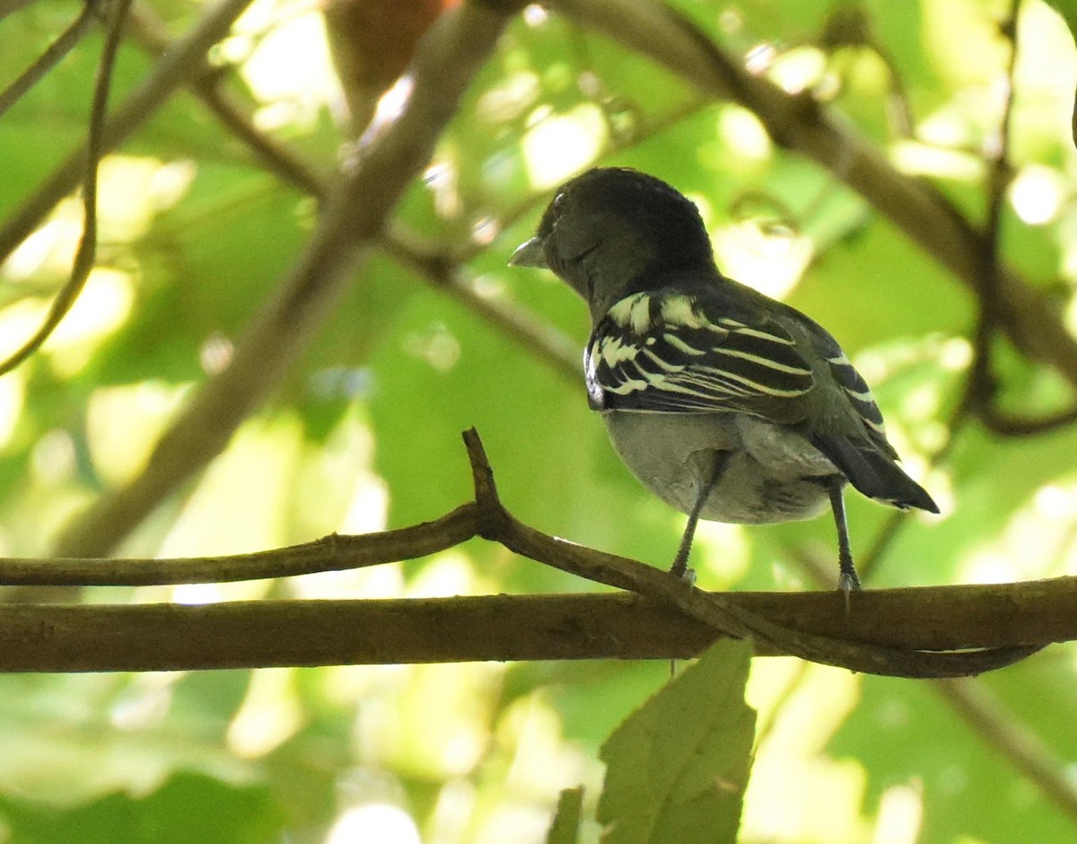 White-winged Becard - ML532156041