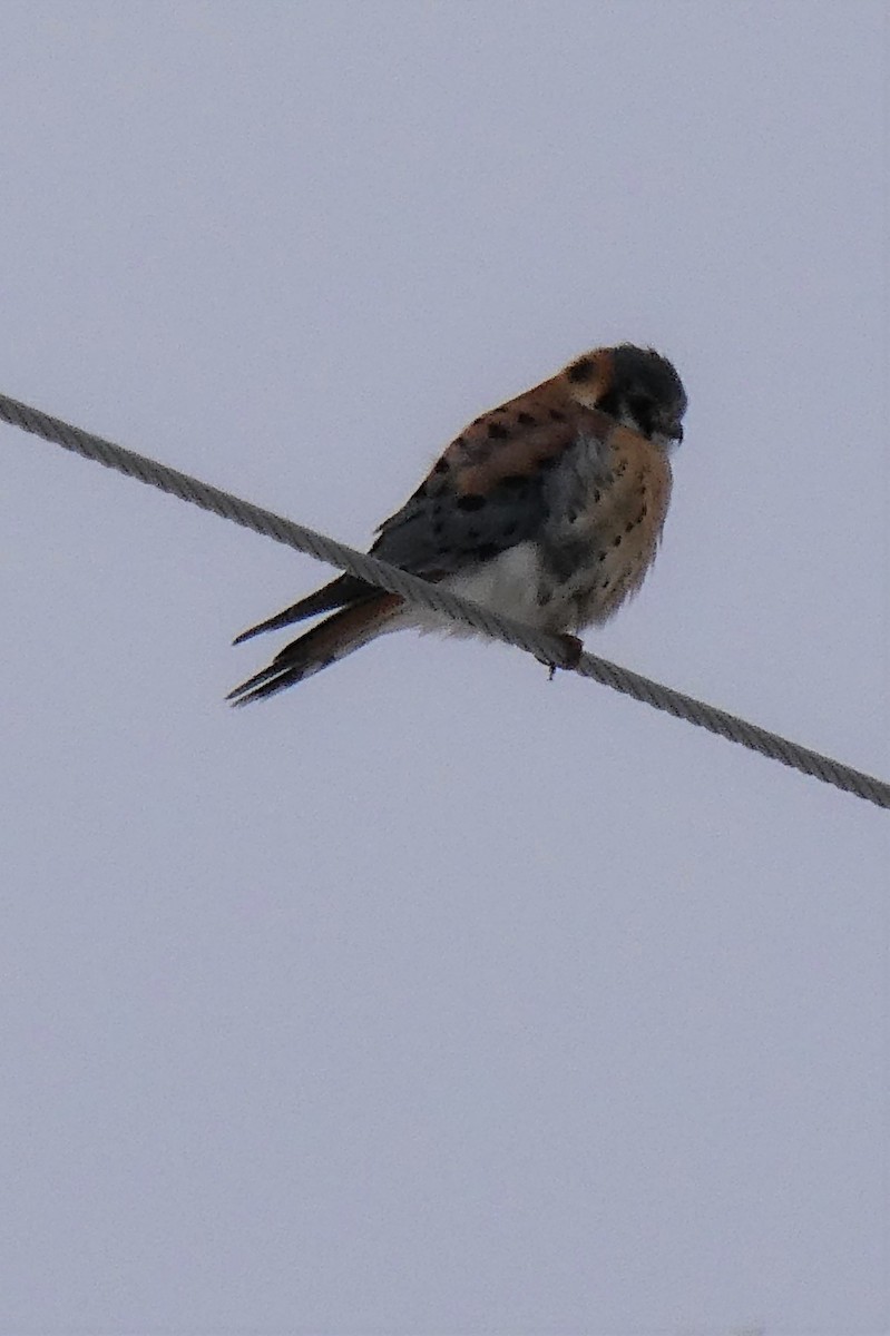 American Kestrel - ML532156211