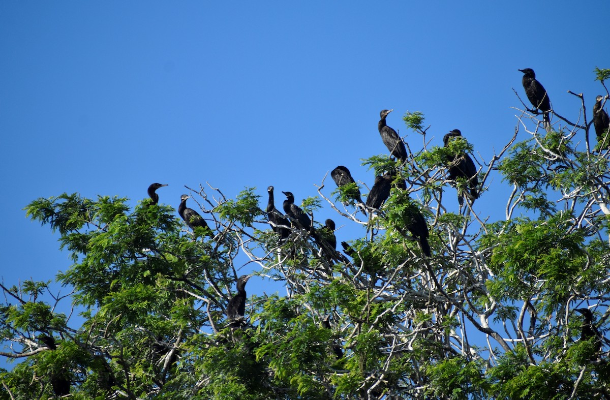 Cormorán Biguá - ML532157181