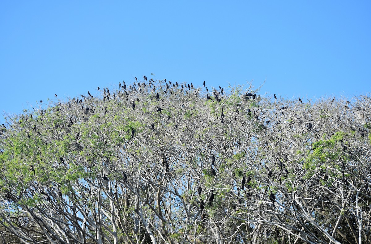 Cormorán Biguá - ML532157201