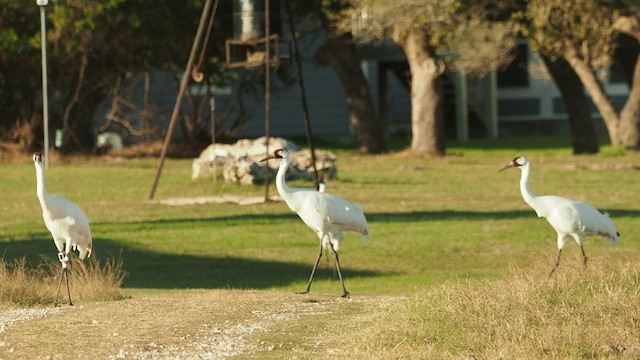 Grulla Trompetera - ML532157241