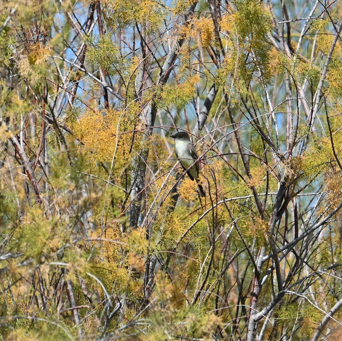 Eastern Phoebe - ML532157411
