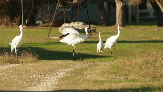 Whooping Crane - ML532157441