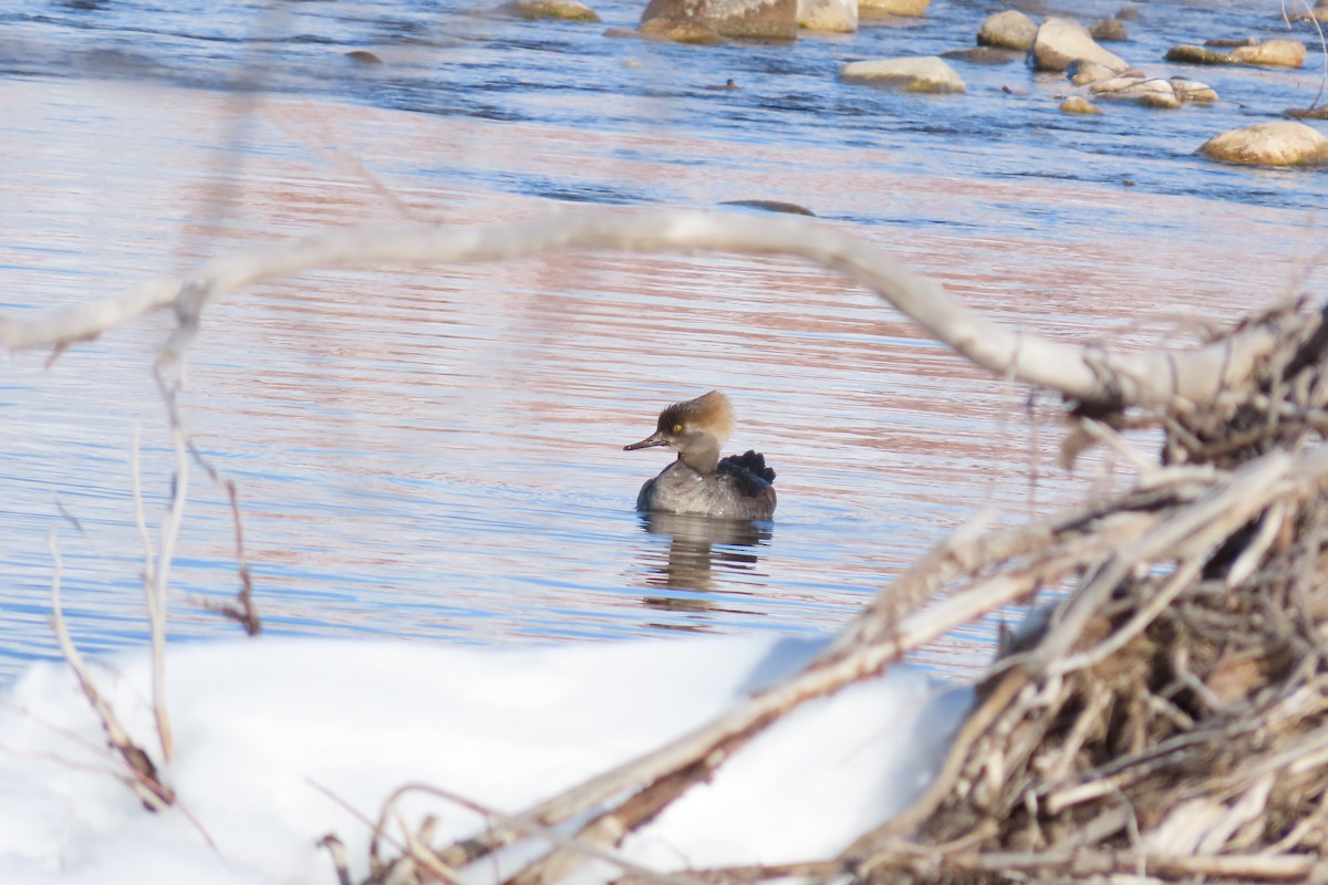 Hooded Merganser - Shari Kearney