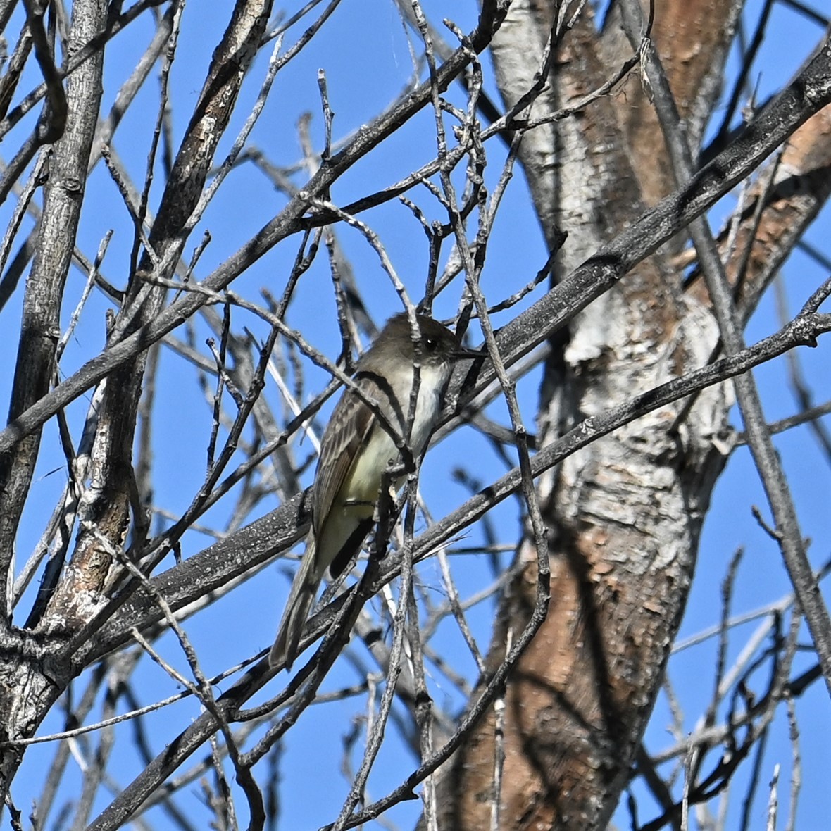 Eastern Phoebe - ML532157601