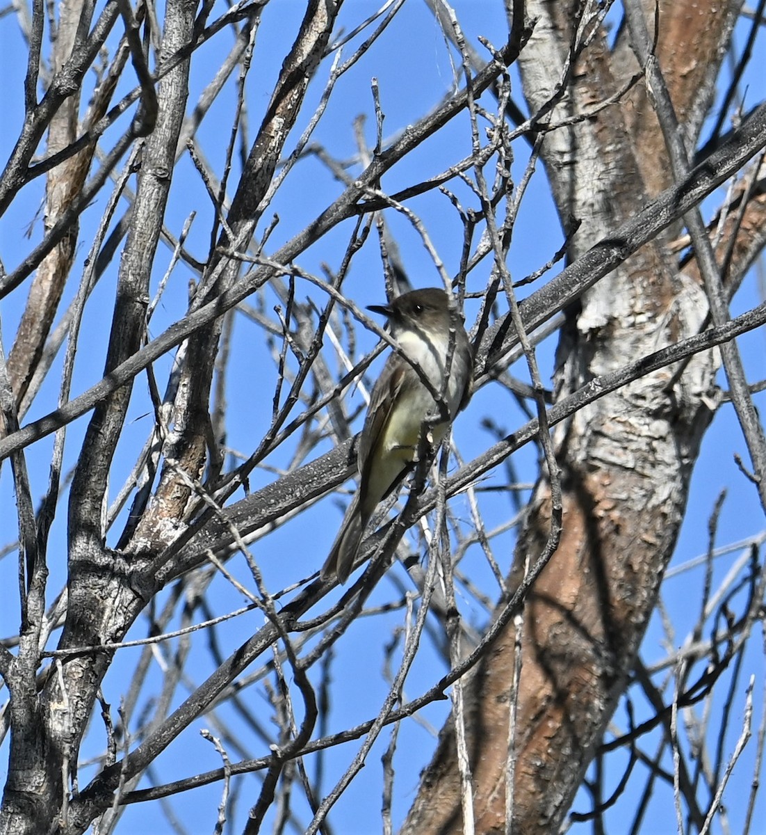 Eastern Phoebe - ML532157721