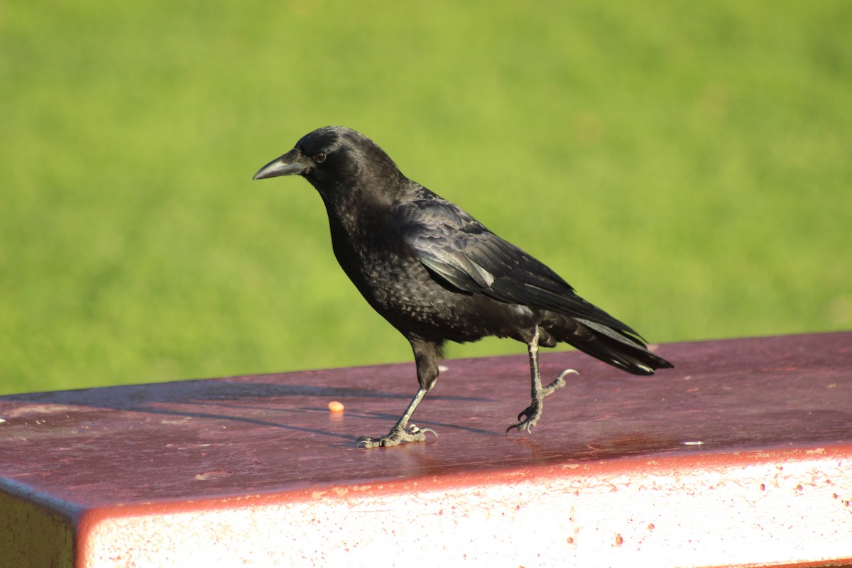 American Crow - ML532158431