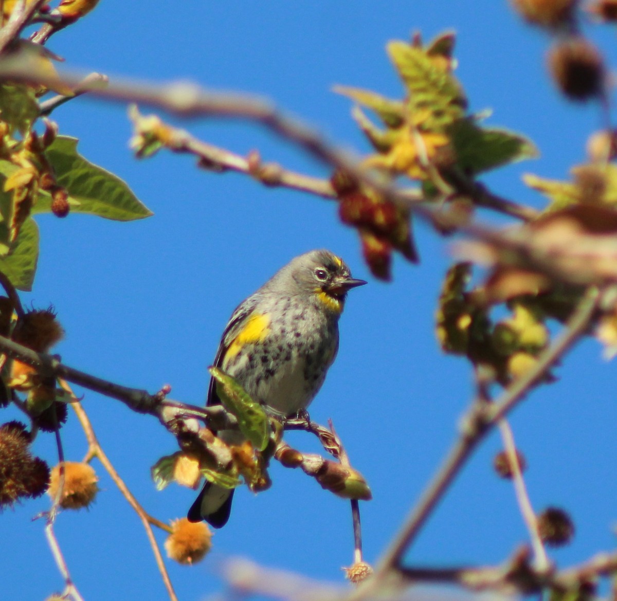 Yellow-rumped Warbler - ML532158821