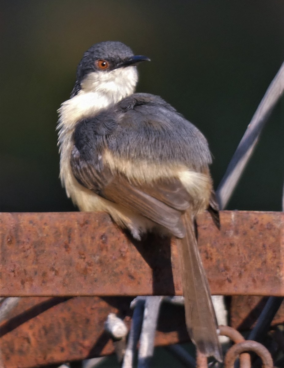 Ashy Prinia - ML532159761