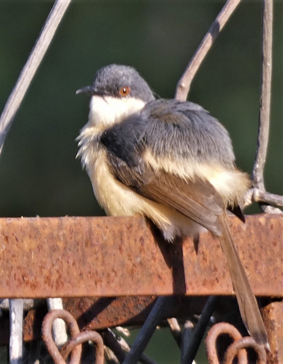 Ashy Prinia - ML532159771