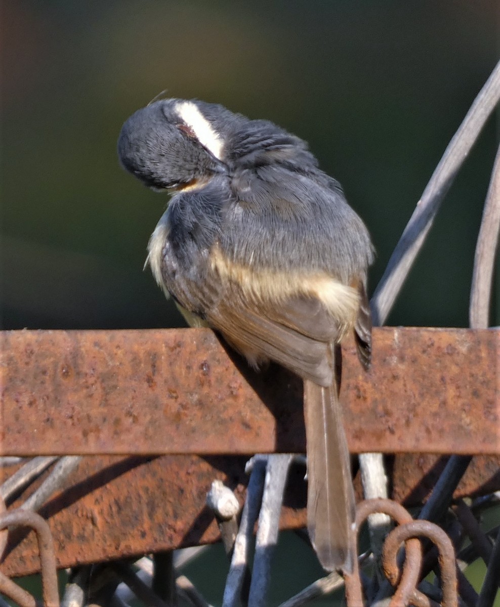 Ashy Prinia - ML532159781