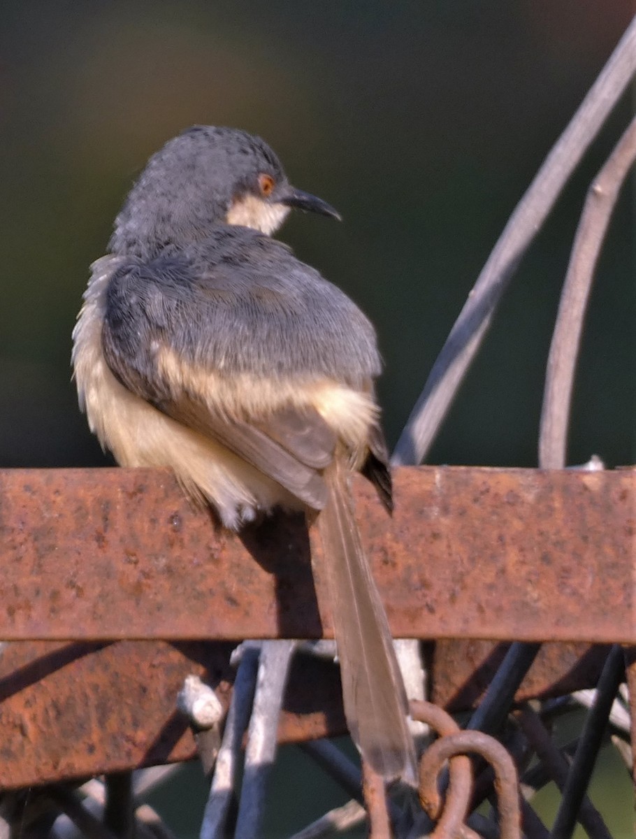 Ashy Prinia - ML532159791