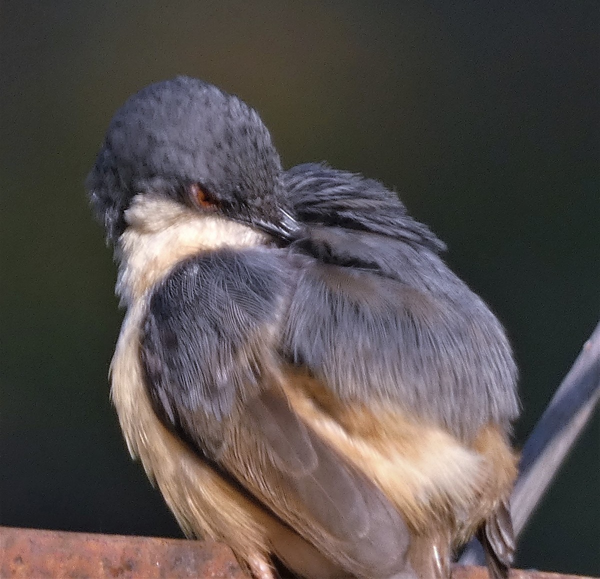 Ashy Prinia - ML532159831