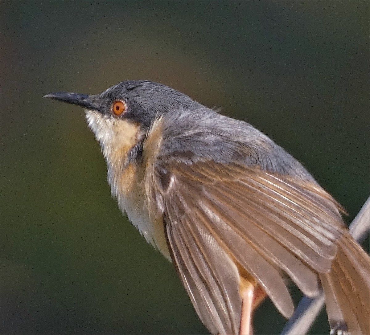 Ashy Prinia - Santharam V