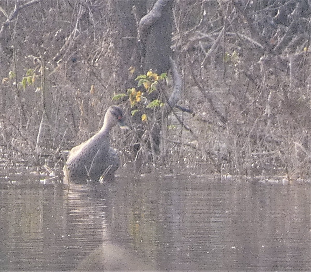 Indian Spot-billed Duck - ML532160671