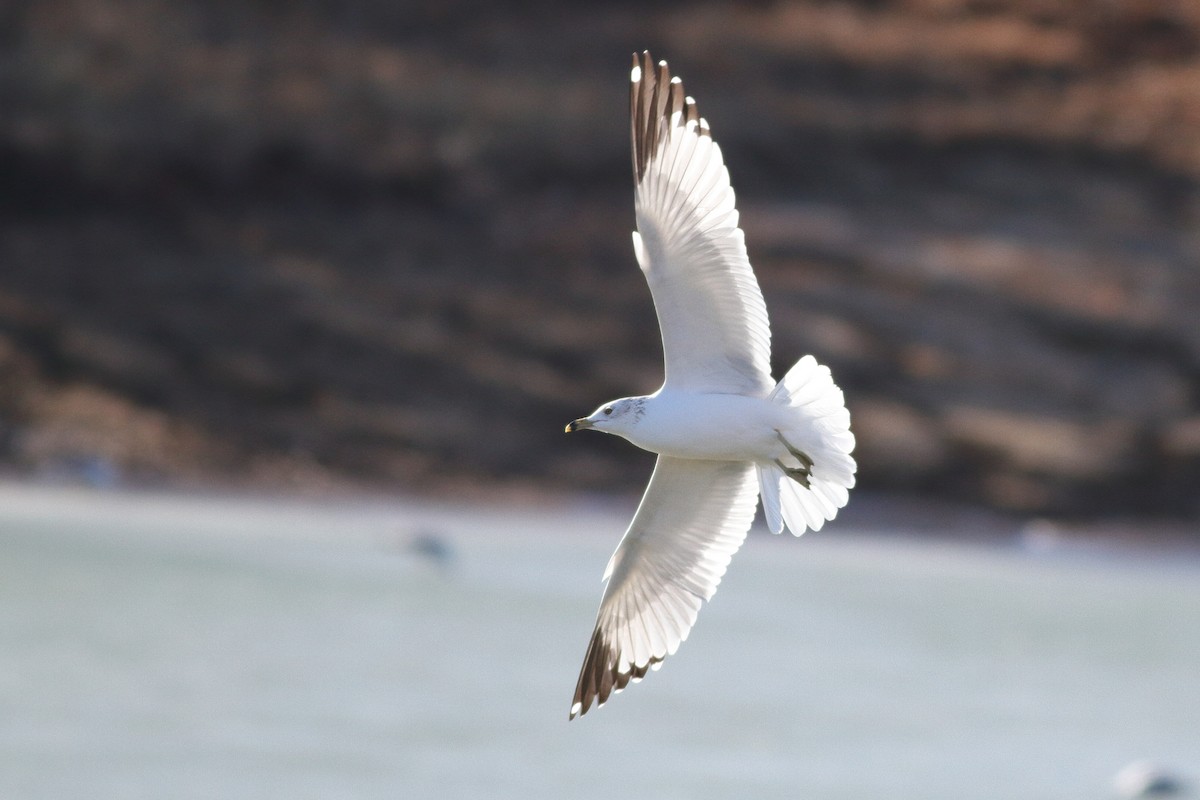 Ring-billed Gull - ML532160971