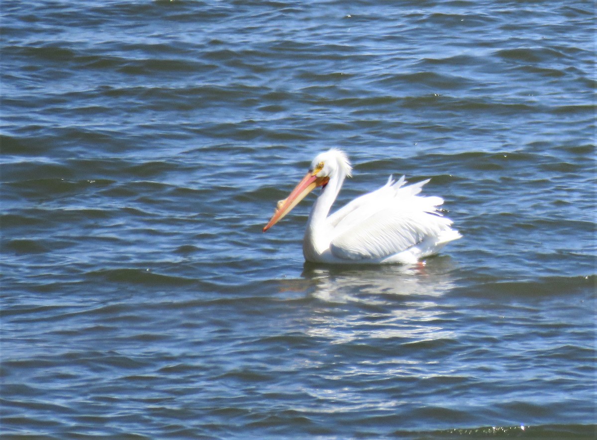 pelikán severoamerický - ML53216121