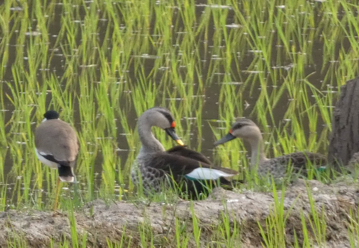 Indian Spot-billed Duck - ML532161281