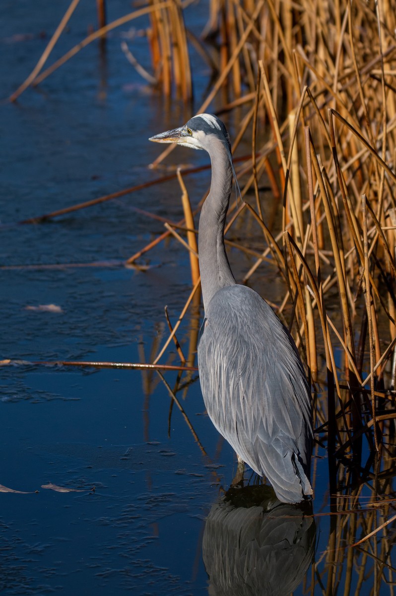 Great Blue Heron (Great Blue) - ML532162001