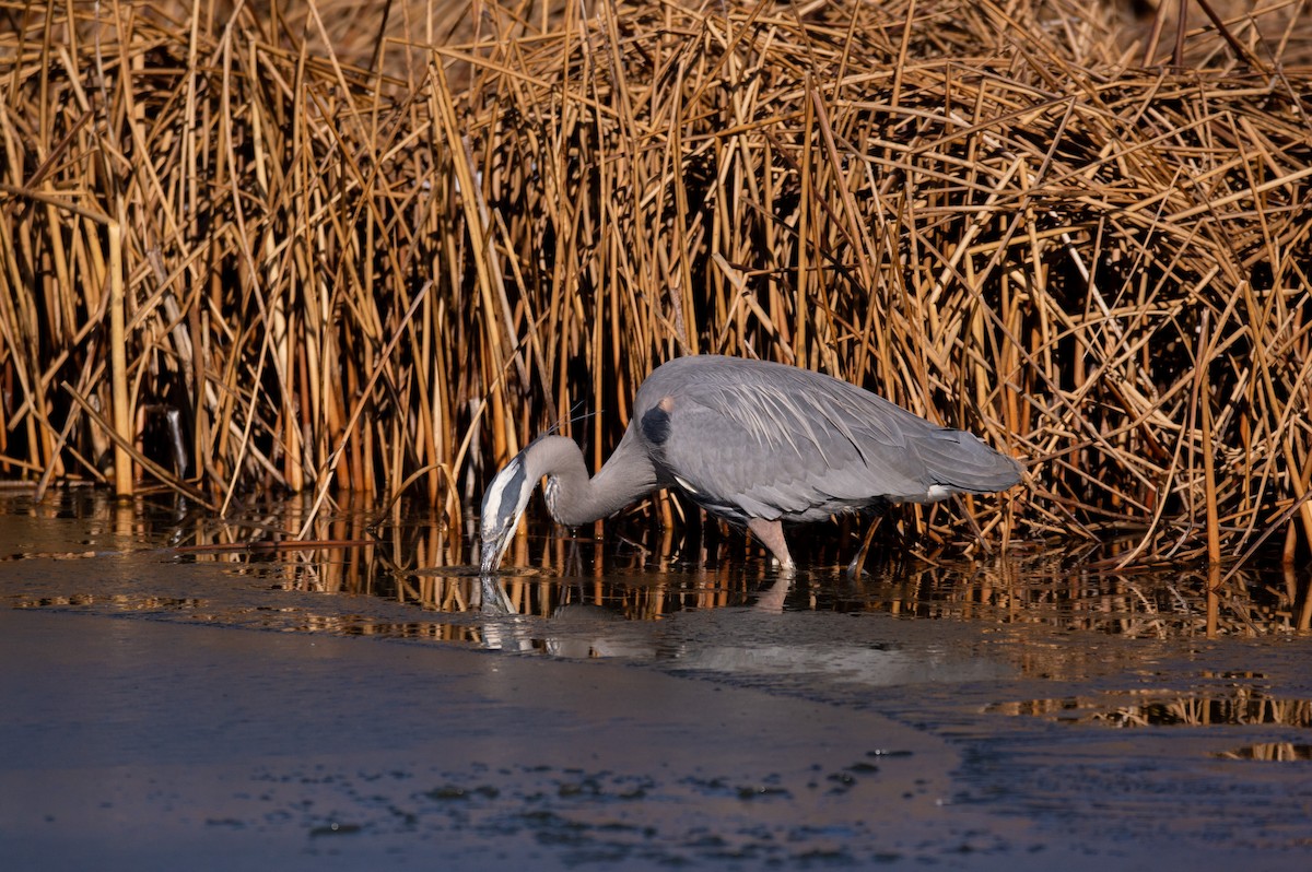 Great Blue Heron (Great Blue) - ML532162011