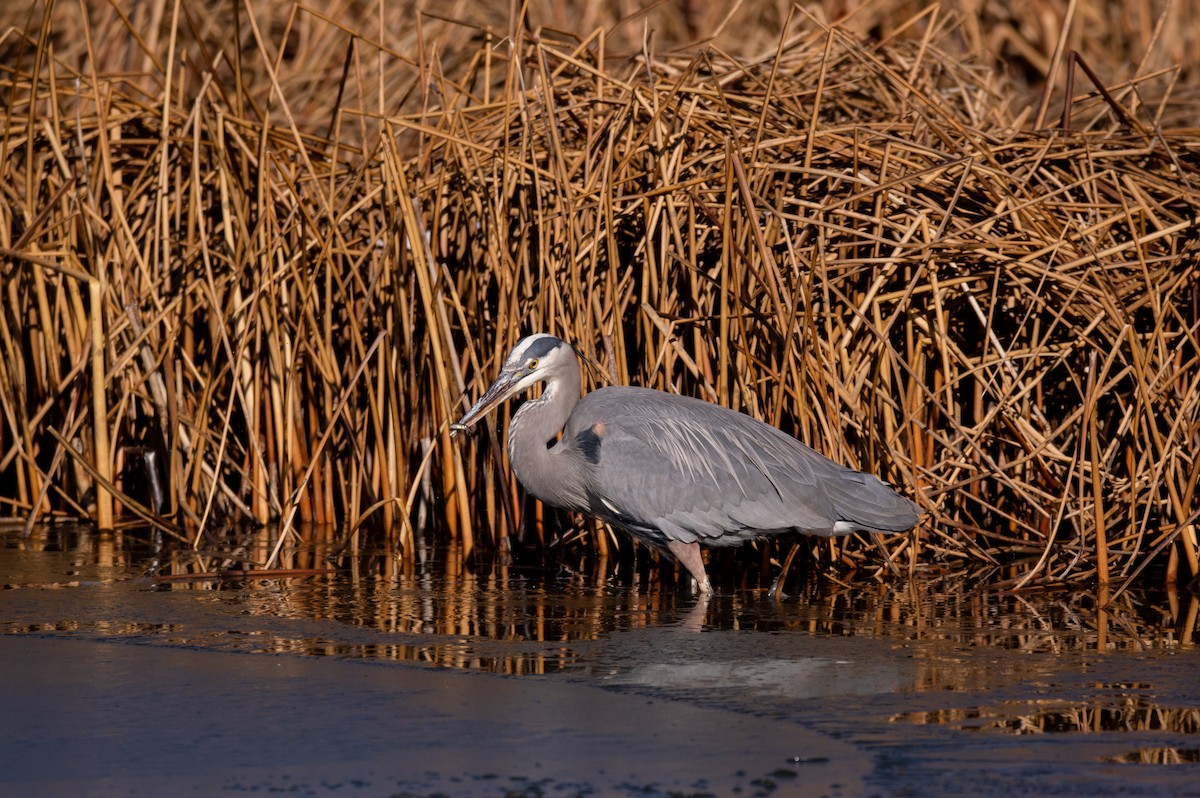 Great Blue Heron (Great Blue) - ML532162021