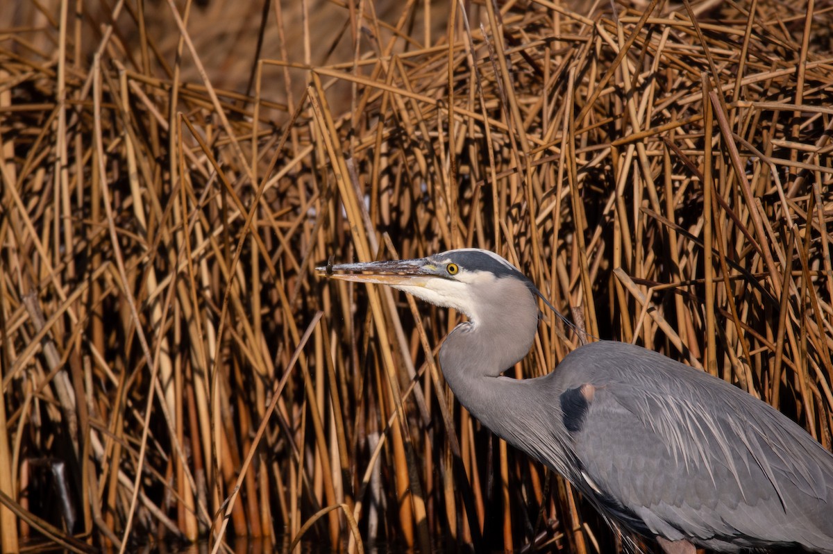 Great Blue Heron (Great Blue) - ML532162031