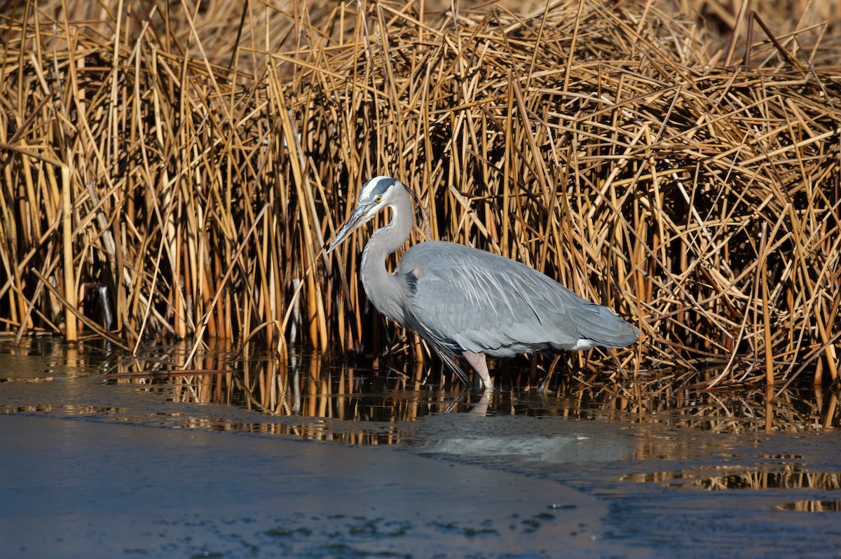 Great Blue Heron (Great Blue) - ML532162041