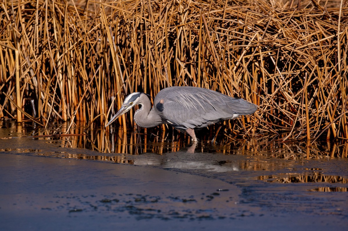 Great Blue Heron (Great Blue) - ML532162051