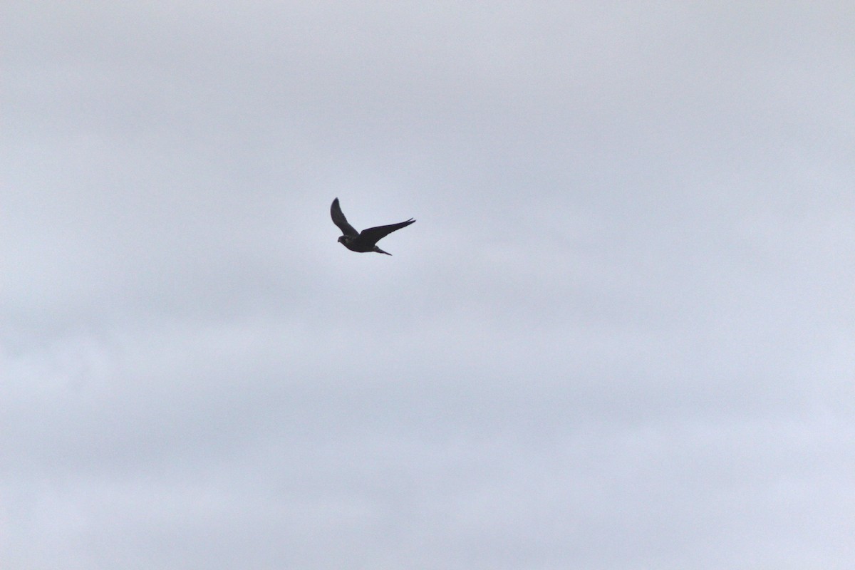 Peregrine Falcon - Jesse Pline