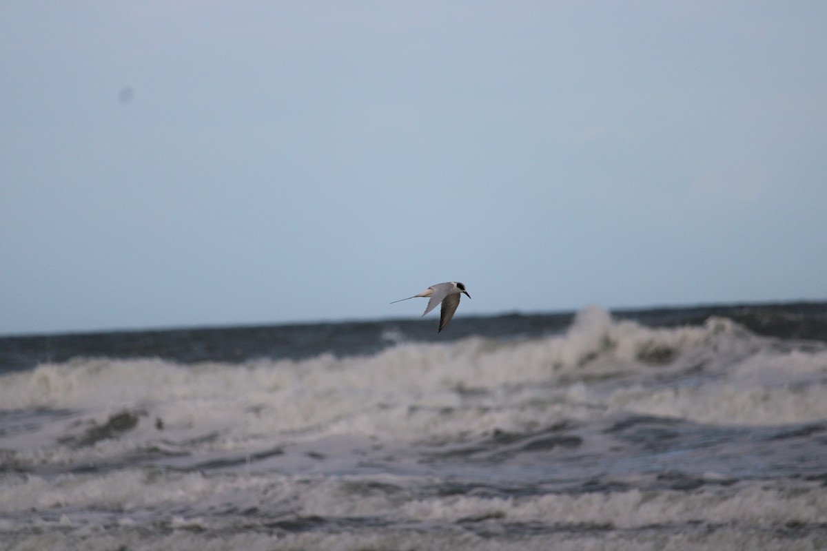 Forster's Tern - Benjamin Birdland