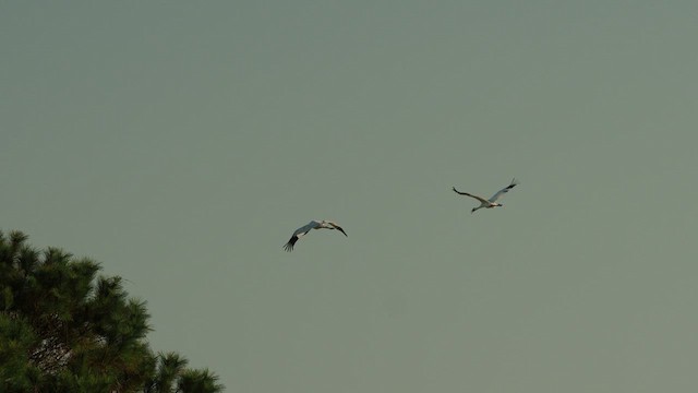 Whooping Crane - ML532163991