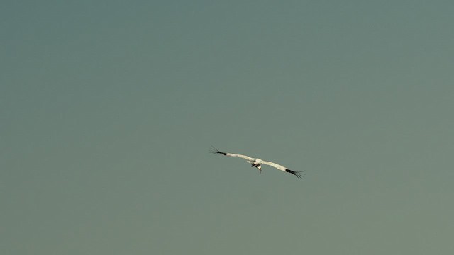 Whooping Crane - ML532164051