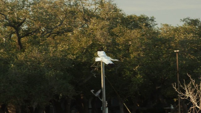 Whooping Crane - ML532164121