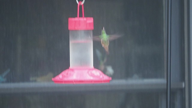 Buff-bellied Hummingbird - ML532165481