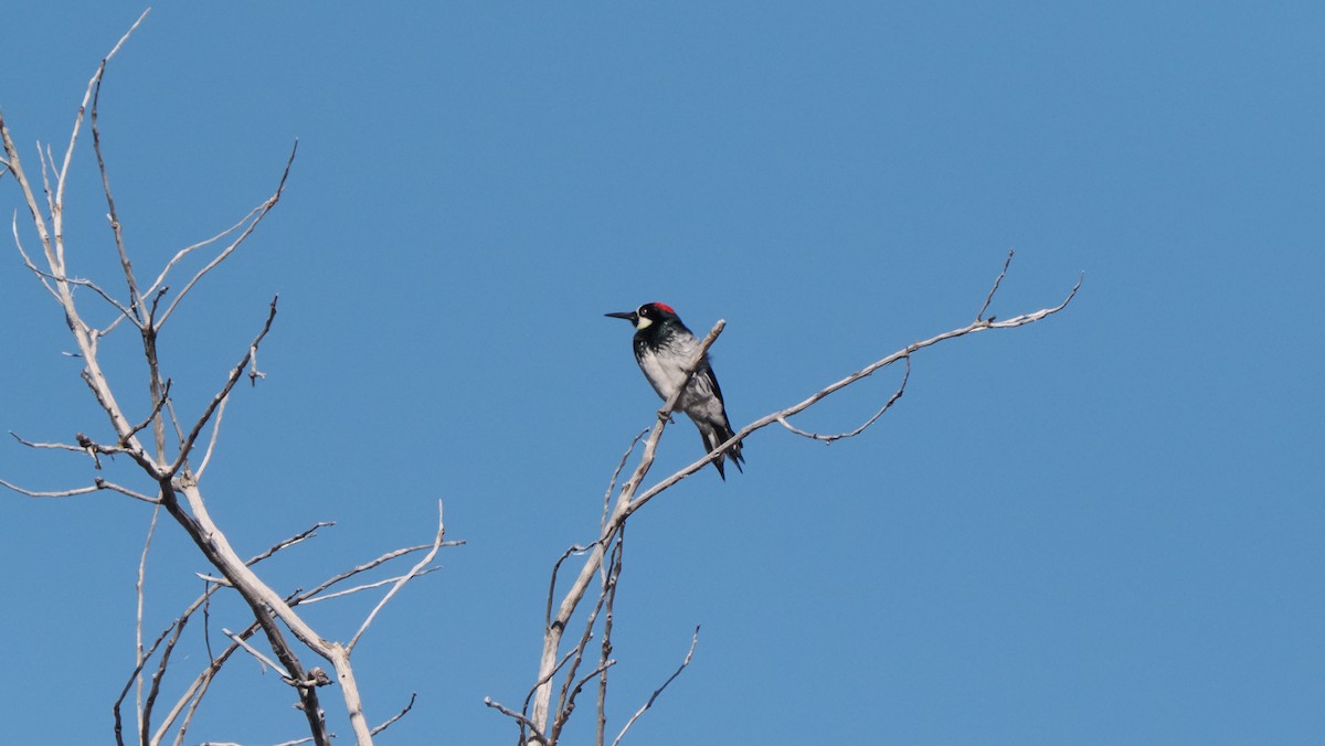 Acorn Woodpecker - ML532166081