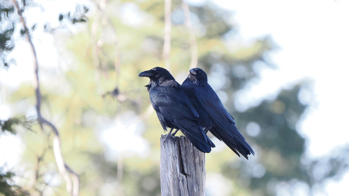 Common Raven - ML532166101