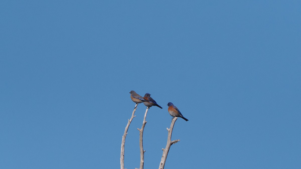 Western Bluebird - ML532166161