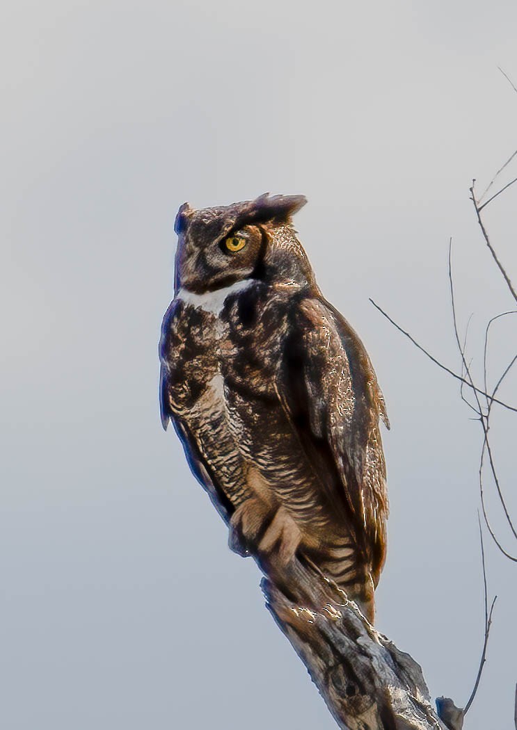Great Horned Owl - ML532169161