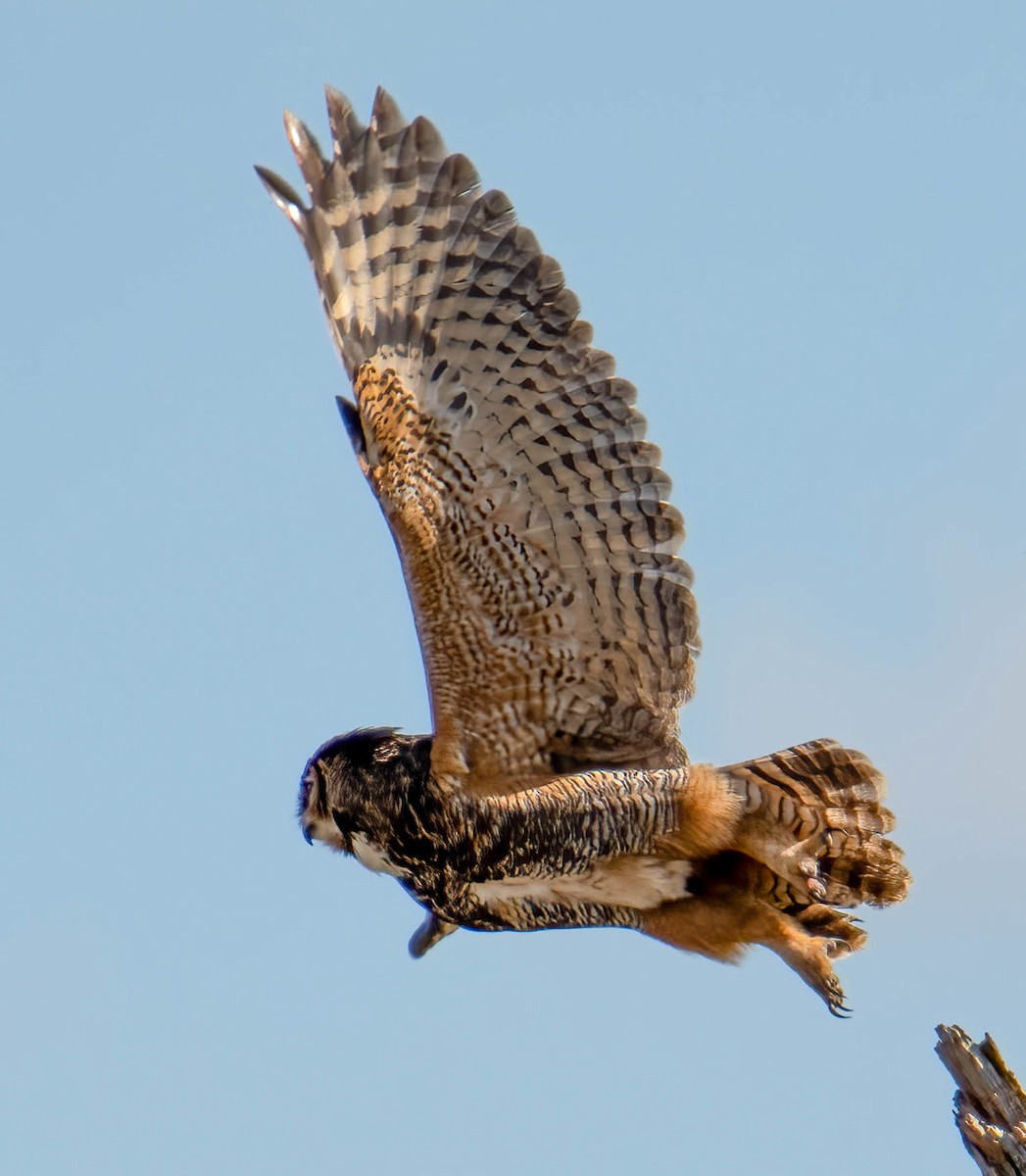 Great Horned Owl - ML532169171