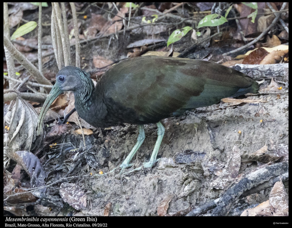 Green Ibis - ML532169791