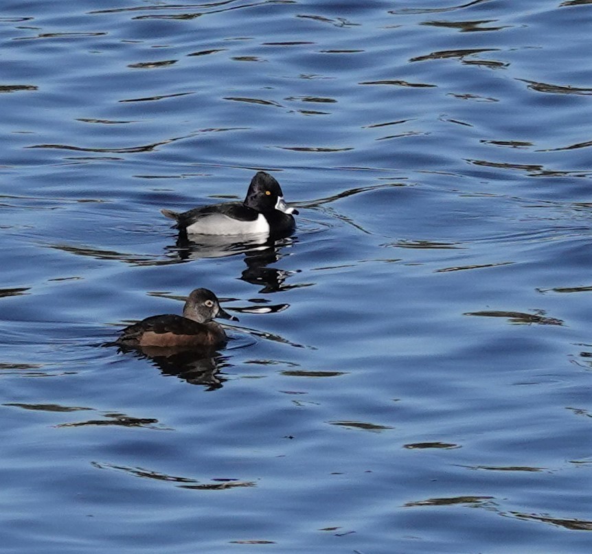 Ring-necked Duck - ML532171331