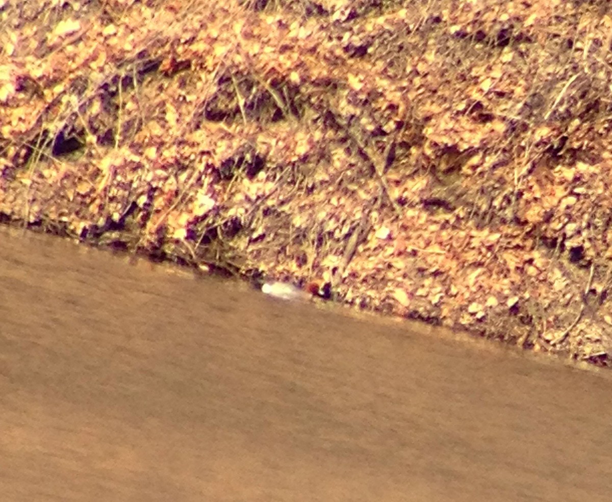 Eurasian Wigeon - ML53217291