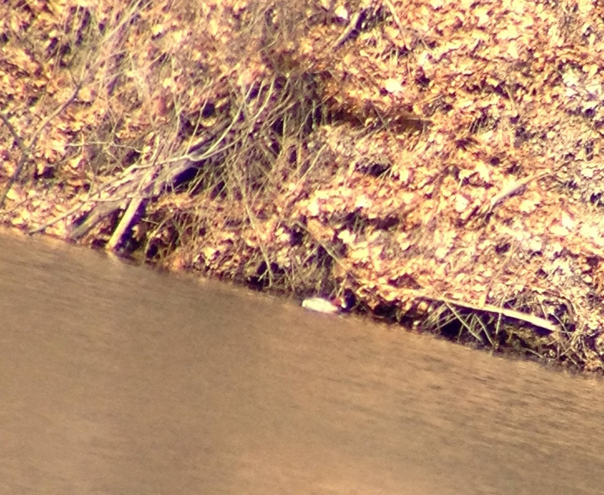 Eurasian Wigeon - ML53217301