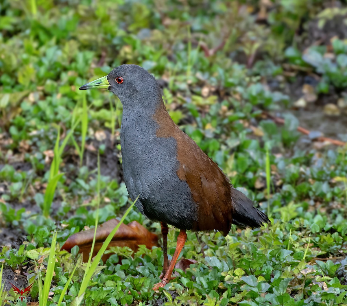 Black-tailed Crake - ML532175051