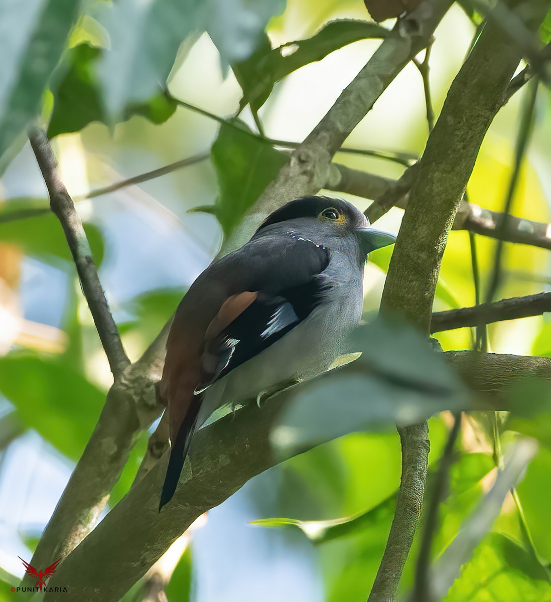 Gray-lored Broadbill - ML532175221