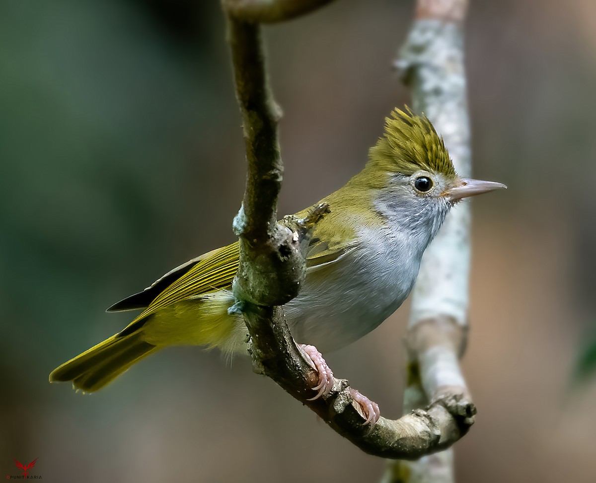 White-bellied Erpornis - ML532175281