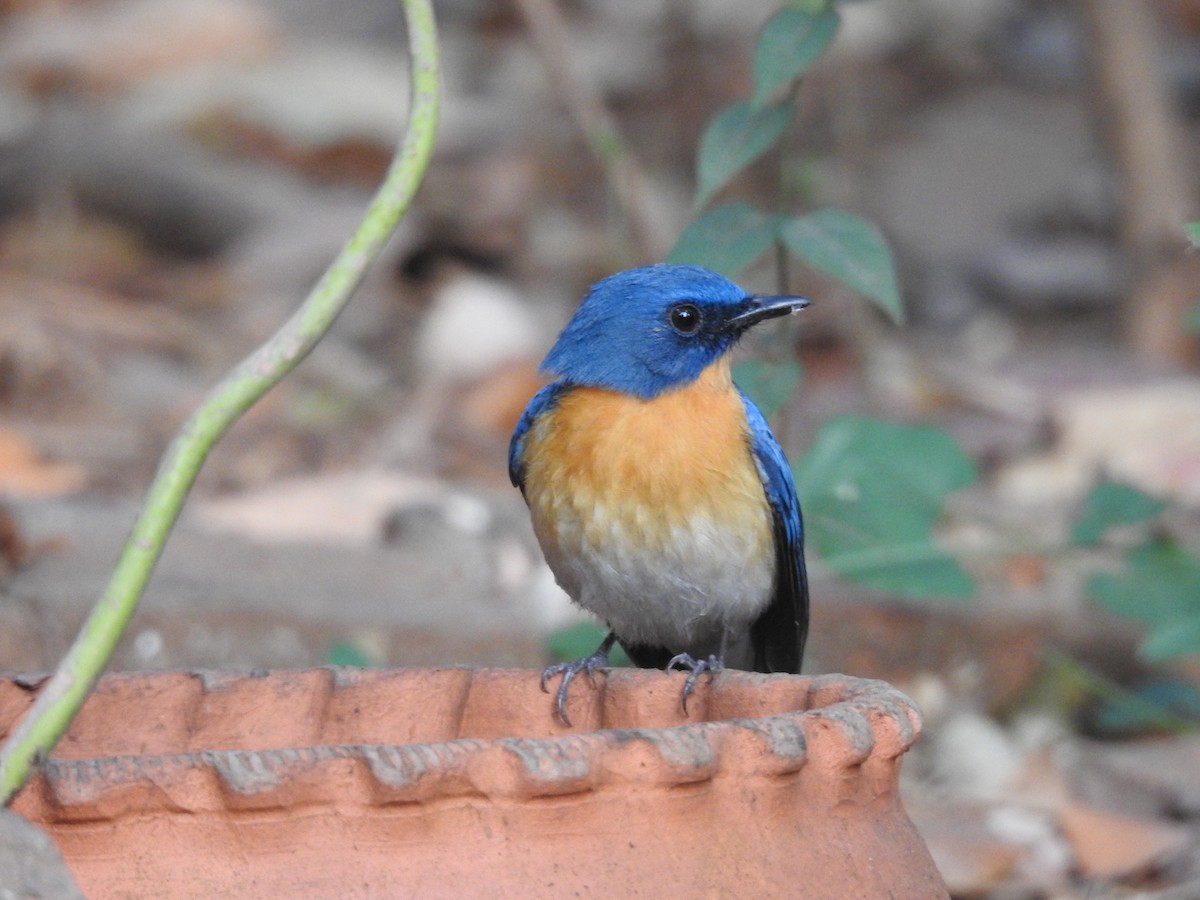 Tickell's Blue Flycatcher - Priyanka  Bhagyavant