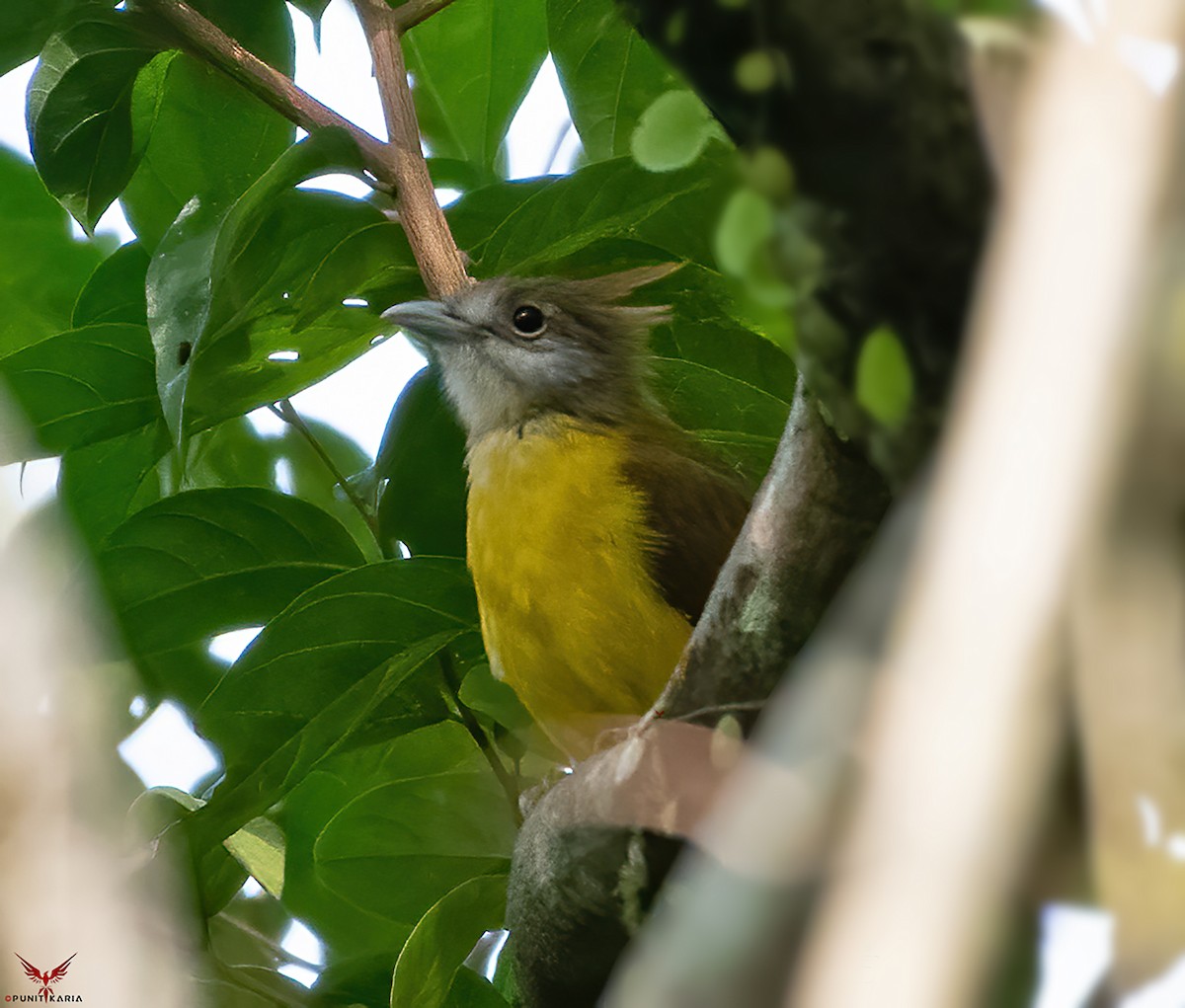 White-throated Bulbul - ML532175661