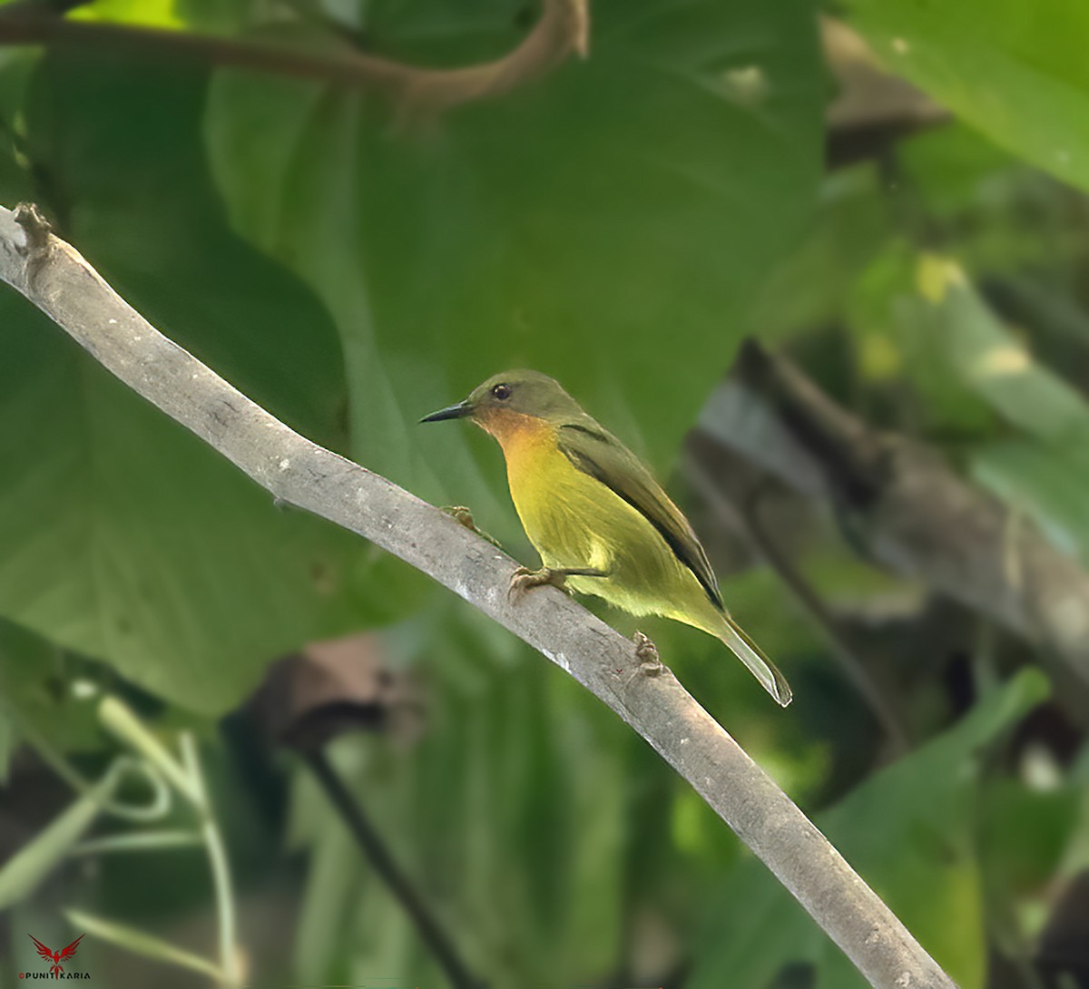 Ruby-cheeked Sunbird - ML532176051